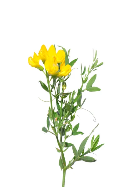 Meadow Vetchling Lathyrus Pratensis — Stock Photo, Image