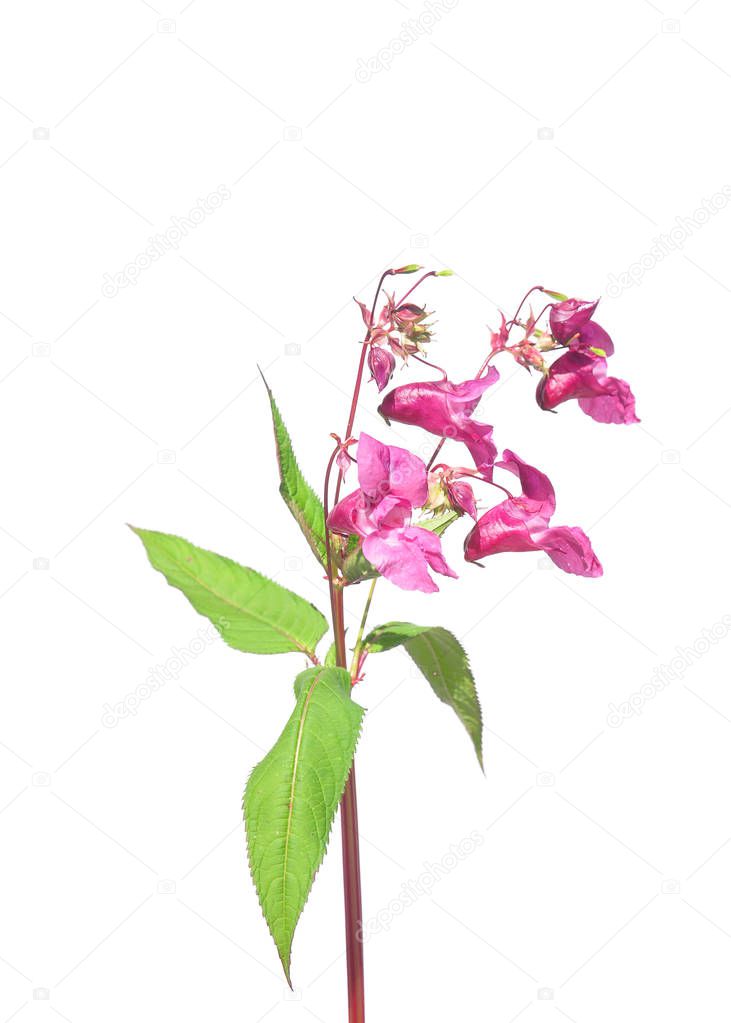 Himalayan balsam (Impatiens glandulifera)