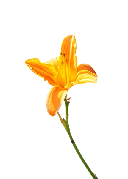 Lilia Ognista Lilium Bulbiferum — Zdjęcie stockowe