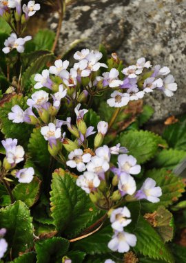 Orpheus çiçek (Haberlea rhodopensis)