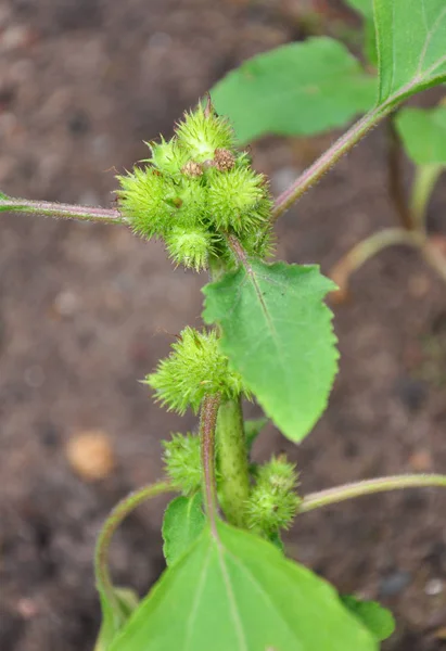 Cocklebur Xanthium Albinum Rostlina — Stock fotografie