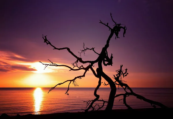 Snag Background Sea Sunrise — Stock Photo, Image