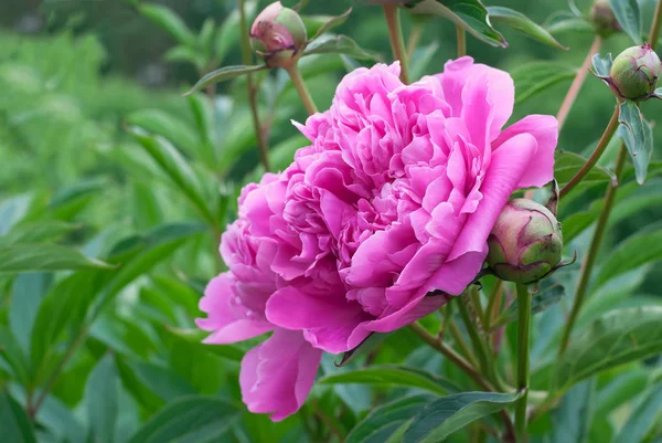 Flower Pink Peony Huge Fragrant — Stock Photo, Image