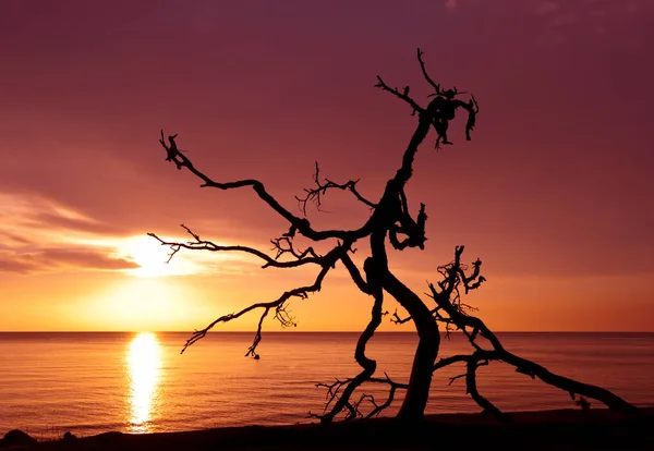 Snag Background Sea Sunrise — Stock Photo, Image