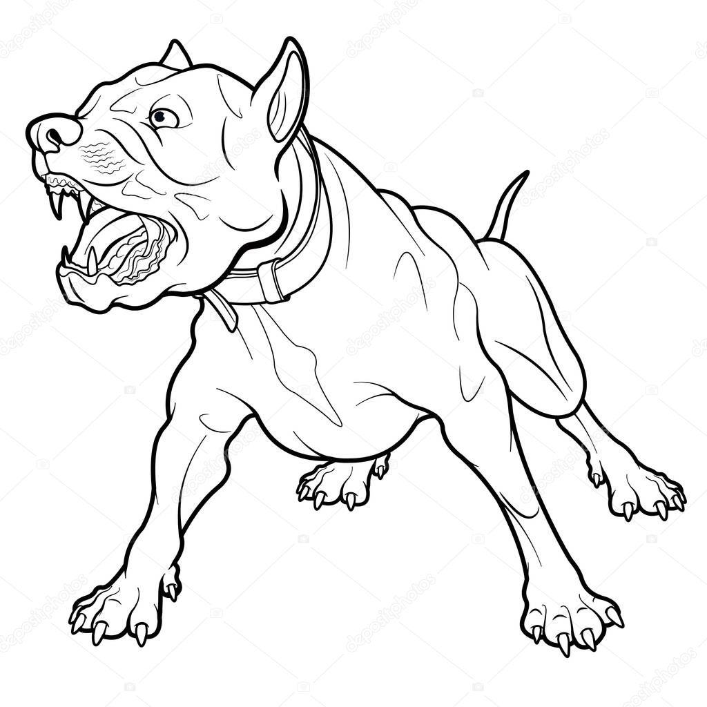 Angry barking pit bull dog, line illustration.