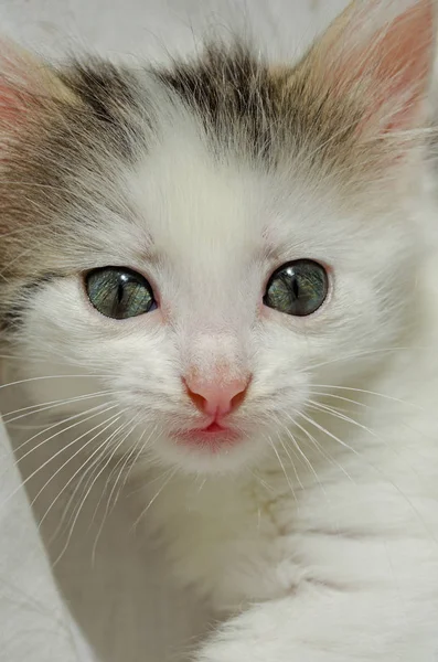 Gatinho Bonito Brincalhão Branco Cinza Impertinente Pouco Com Grandes Olhos — Fotografia de Stock