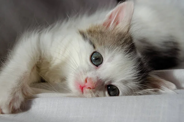 Gatinho Bonito Brincalhão Branco Cinza Impertinente Pouco Com Azul Olhos — Fotografia de Stock