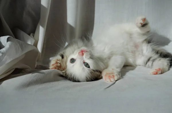 Kitten Słodkie Figlarny Biały Szary Naughty Małe Zielone Oczy Duże — Zdjęcie stockowe