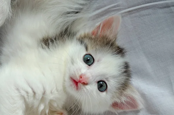 Gatinho Bonito Brincalhão Branco Cinza Impertinente Pouco Com Azul Olhos — Fotografia de Stock