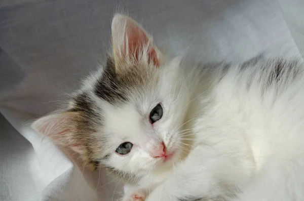 Cica Aranyos Játékos Fehér Szürke Pajkos Kis Kék Nagy Szemmel — Stock Fotó