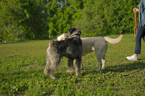 Собаки Лабрадор Миттельшнауцер Летней Поляне — стоковое фото