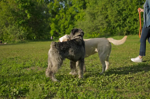 狗拉布拉多和 Mittelschnauzer 在夏季空地 — 图库照片