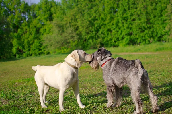 Köpekler Labrador Mittelschnauzer Yaz Glade Içinde — Stok fotoğraf