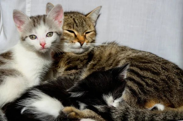 Koťata a kočičí matka odpočívají v této rodině koček. — Stock fotografie