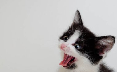 Komik küçük siyah ve beyaz kedi yavrusu bir whit açık bir ağız ile