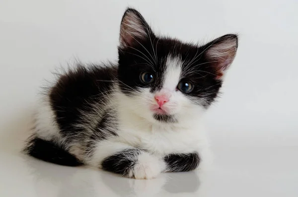 Preto e branco bonito pouco gatinho no um luz fundo com um — Fotografia de Stock