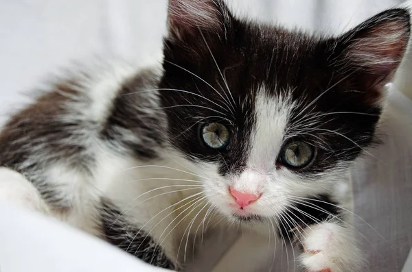 Черно-белый симпатичный маленький котенок на светлом фоне с — стоковое фото