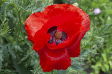 bahçede kırmızı haşhaş closeup