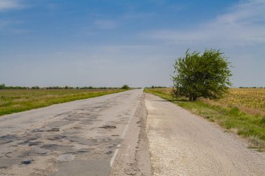 yol kenarında büyüyen ağaç