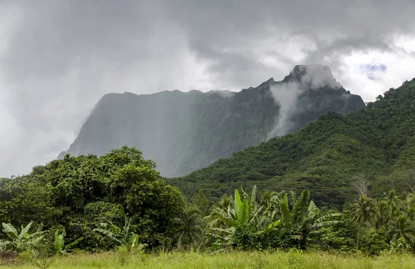 Regnskogar Bergen Den Dimmiga Molnen Den Moorea Gruppen Sällskapsöarna Franska — Stockfoto