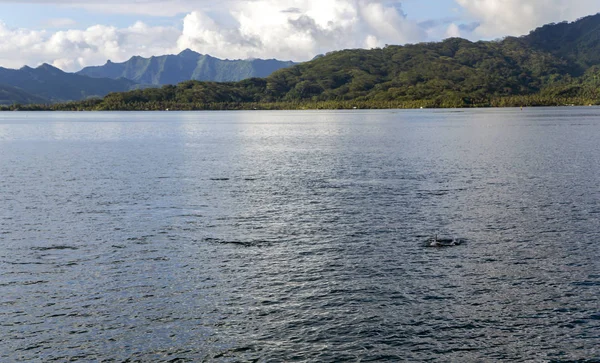 Delfines Océano Pacífico Cerca Isla Tahaa Polinesia Francesa — Foto de Stock