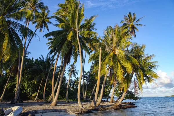 Coconut palms on the shore of a desert island in the Pacific Ocean. Leeward group of the Society Islands of French Polynesia.