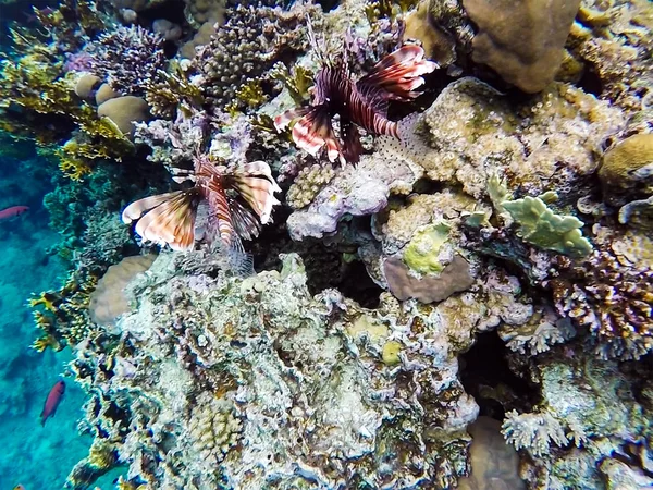 Unos Pocos Peces León Aguas Claras Cerca Arrecife Coral Mar — Foto de Stock