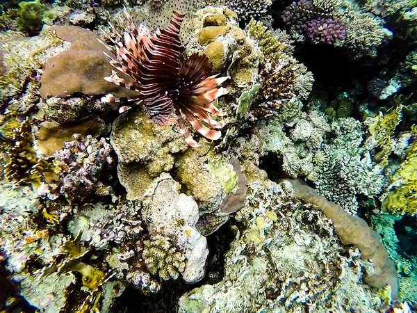 Lionfish Clear Waters Coral Reef Red Sea Egypt — Stock Photo, Image