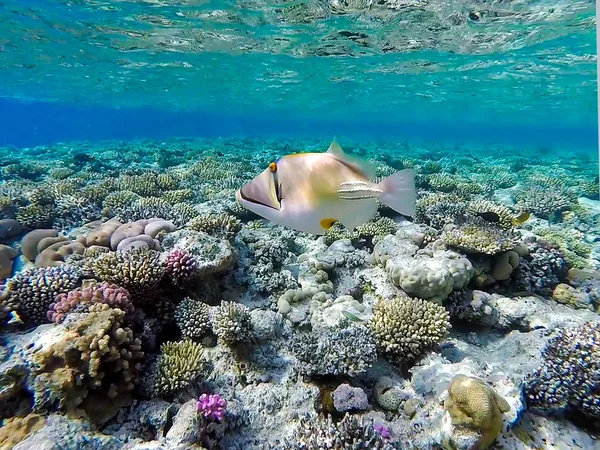 Picasso Triggerfish Rhinecanthus Aculeatus Aguas Claras Cerca Arrecife Coral Mar — Foto de Stock