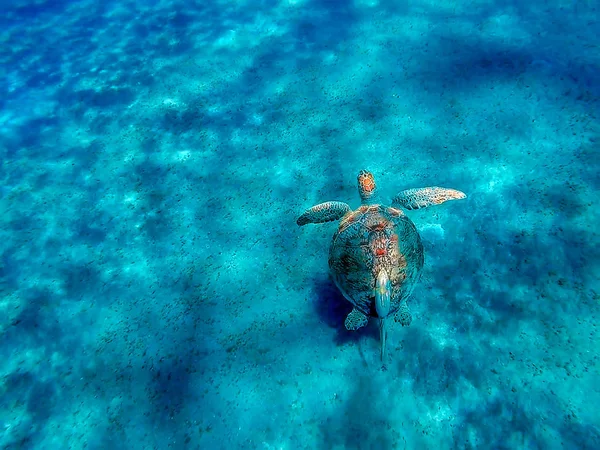 Большая Морская Черепаха Eretmochelys Imbricata Липкой Рыбой Чистых Водах Залива — стоковое фото