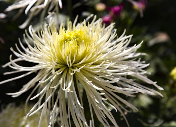 Flor Crisantemo Tradicional Chino Con Hermosa Forma Delicado Color Amarillo —  Fotos de Stock