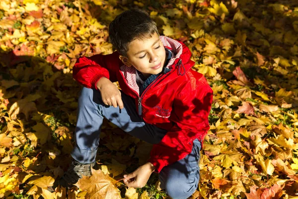 ラトビア 2017年10月10日 紅葉の間の赤いジャケットと青いジーンズの10代の若者は ラトビアのリガの夕日を見ています — ストック写真