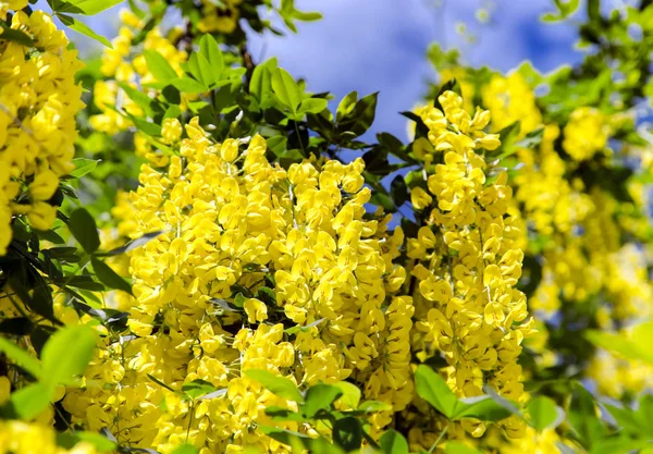Una Rama Con Exuberantes Flores Acacia Amarilla Caragana Arborescens Fondo —  Fotos de Stock