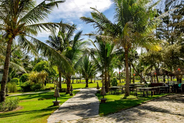 Asia Vietnam Chi Minh November Ноября 2014 Tropical Park Palm — стоковое фото