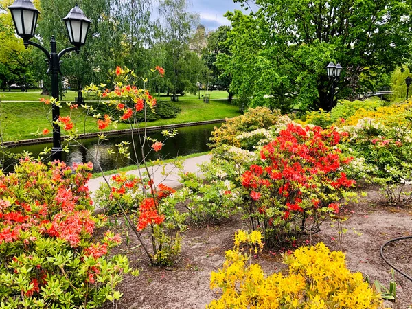 Цветущие Рододендроны Красивом Городском Парке Риги Латвия — стоковое фото