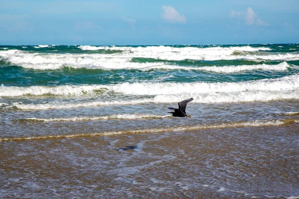 Black Heron Flies Waves South China Sea Mui Vietnam — Stock Photo, Image