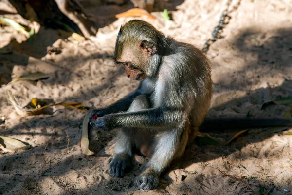 在越南梅妮市 一只孤独的猴子坐在链条上 打开糖果 — 图库照片
