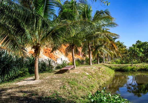 Młode Palmy Brzegu Małego Stawu Tropikalnym Parku Mui Wietnam — Zdjęcie stockowe