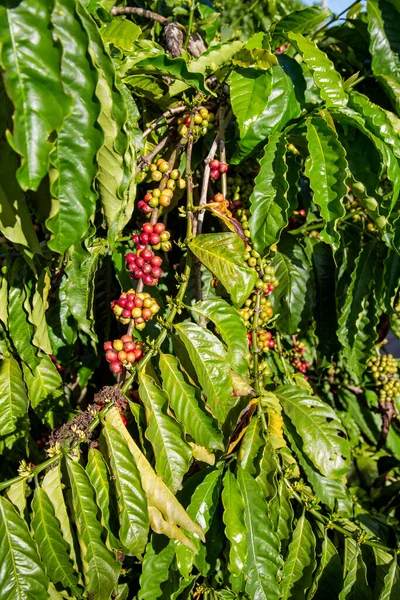 Amadurecendo Frutos Árvore Café Vietnã — Fotografia de Stock