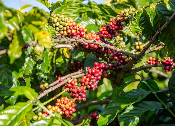 Frutos Maduros Del Árbol Del Café Vietnam — Foto de Stock