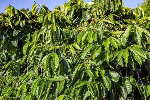 Vietnam Daki Kahve Ağacının Olgunlaşmış Meyveleri — Stok fotoğraf