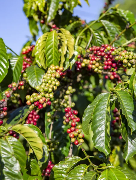 Mogna Frukter Kaffeträdet Vietnam — Stockfoto