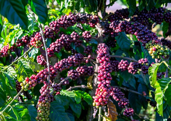 Lat Vietnam Olgun Meyve Kahve Ağacı — Stok fotoğraf