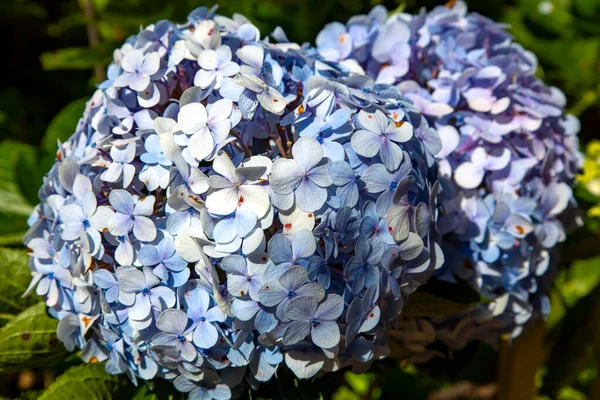 Vackra Blue Hydrangea Blommor Närbild Sommarsäsongen Detalj Trädgården — Stockfoto