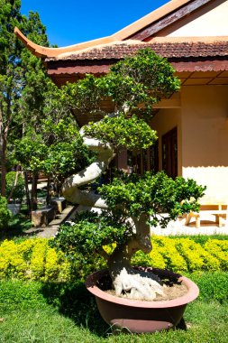 Güzel Vietnam Budist tapınağı Çinli klasik mimar. Vietnam 'ın Da Lat kentindeki çam ormanının ortasında bir manastır vardı.