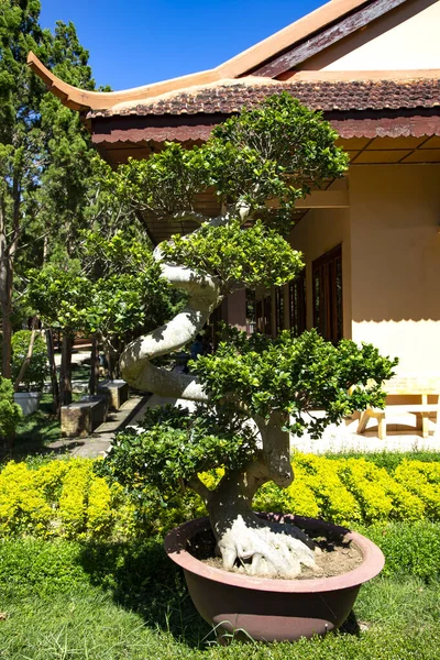 Vacker Vietnamesisk Buddisttempel Kinesisk Klassisk Arkitekt Klostret Ligger Mitt Tallskogen — Stockfoto
