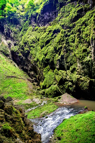 チェコ共和国のモラヴィア カルストの小さな川と植生に覆われた深い峡谷 — ストック写真