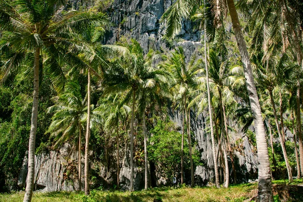 Praia Bonita Selvagem Uma Pequena Ilha Com Grama Alta Palmeiras — Fotografia de Stock