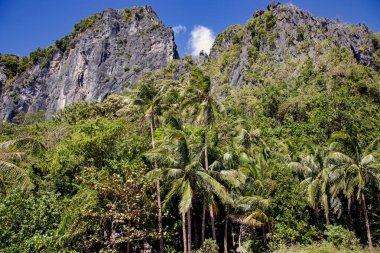 El Nido, Palawan, Filipinler yakınlarındaki Cennet Adası 'nda tropikal palmiye ormanları olan yüksek uçurumlar