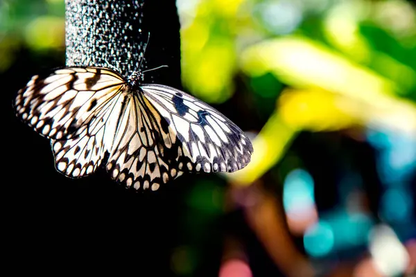 Zeldzame Soorten Zwarte Witte Vlinder Simply Butterflies Conservation Center Bohol — Stockfoto